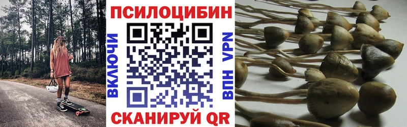 закладка  Черкесск  Псилоцибиновые грибы GOLDEN TEACHER 