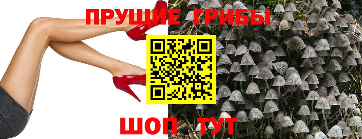 Псилоцибиновые грибы Cubensis  Вход с VPN  Черкесск 